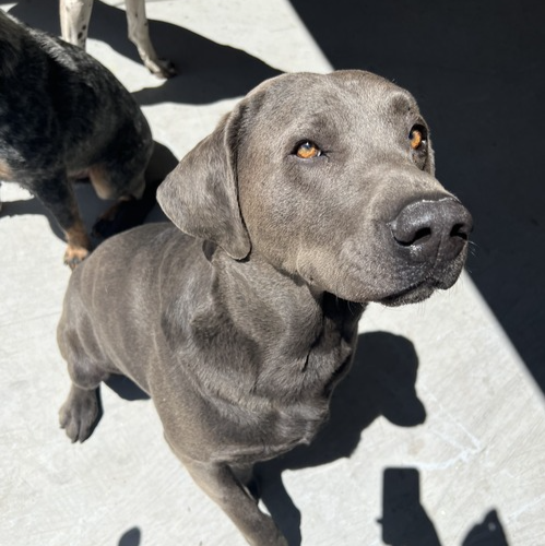 Chancey a RMD Powersports shop dog.