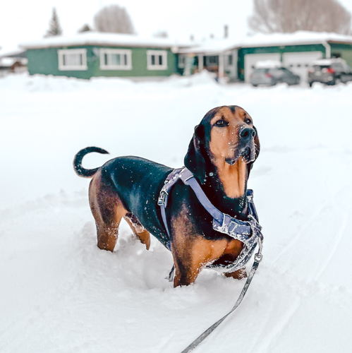 Walter a RMD Powersports shop dog.